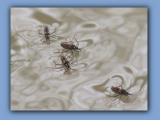 Water Crickets. On Hetton Burn near Broomhill Terrace footbridge. 11th April 2024.jpg